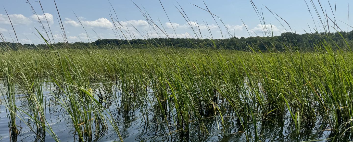 Photo of wild rice on Hamlin Lake